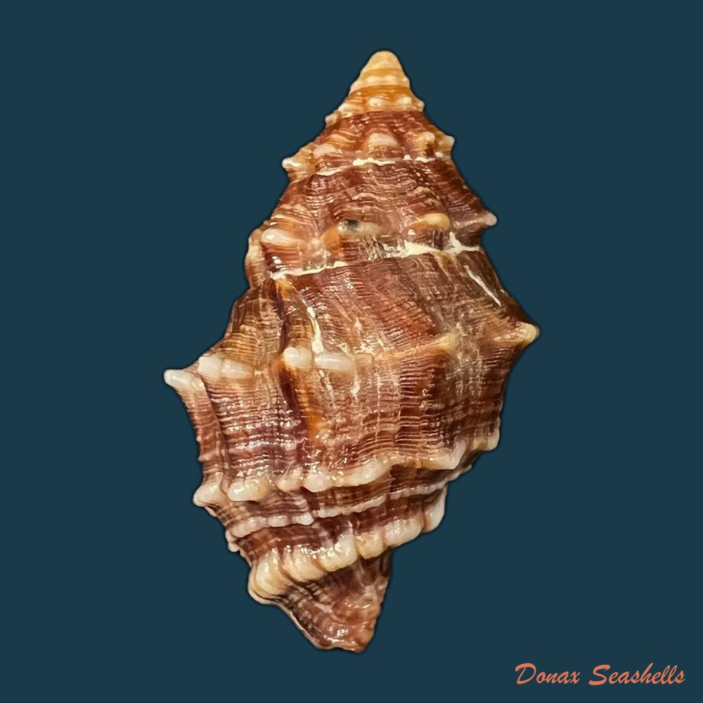 leucozonia-triserialis-lamarck-1822-42-5mm-copia