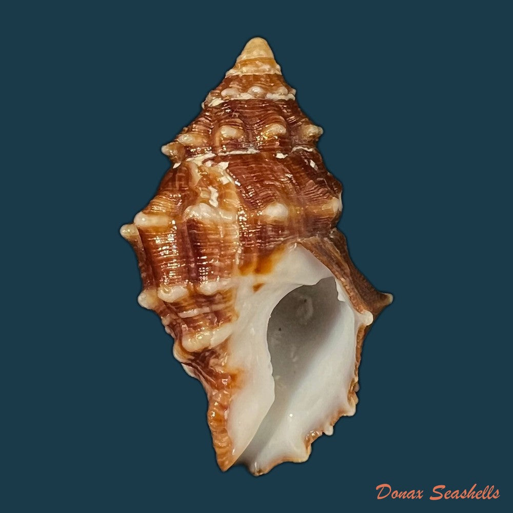leucozonia-triserialis-lamarck-1822-42-5mm-copia