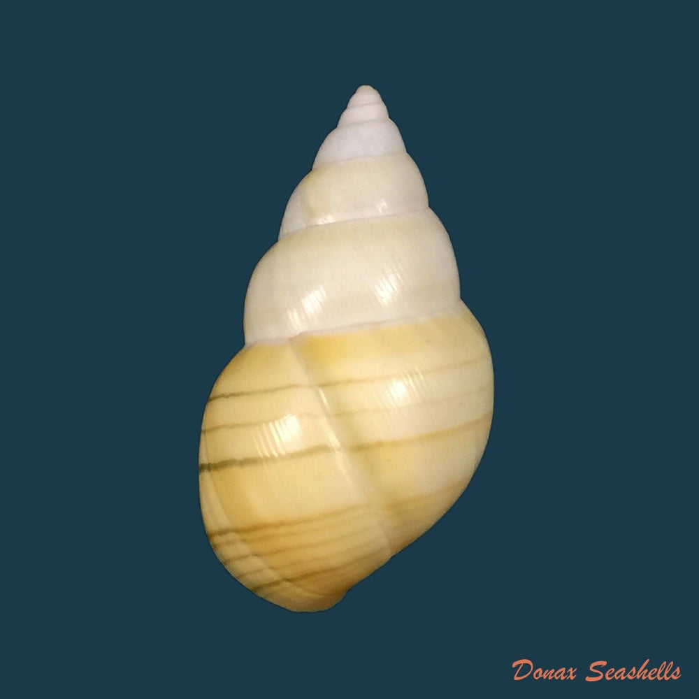 liguus-fasciatus-aurantius-clench-1929
