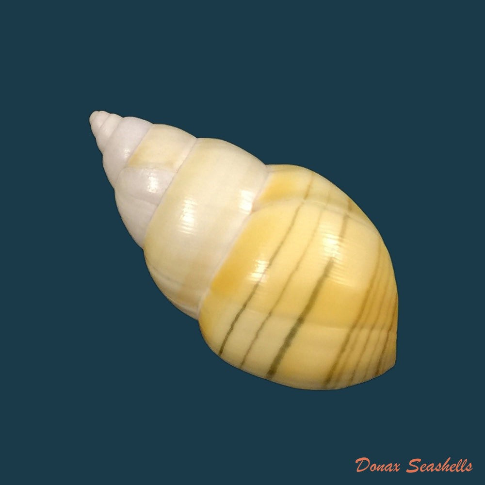 liguus-fasciatus-aurantius-clench-1929