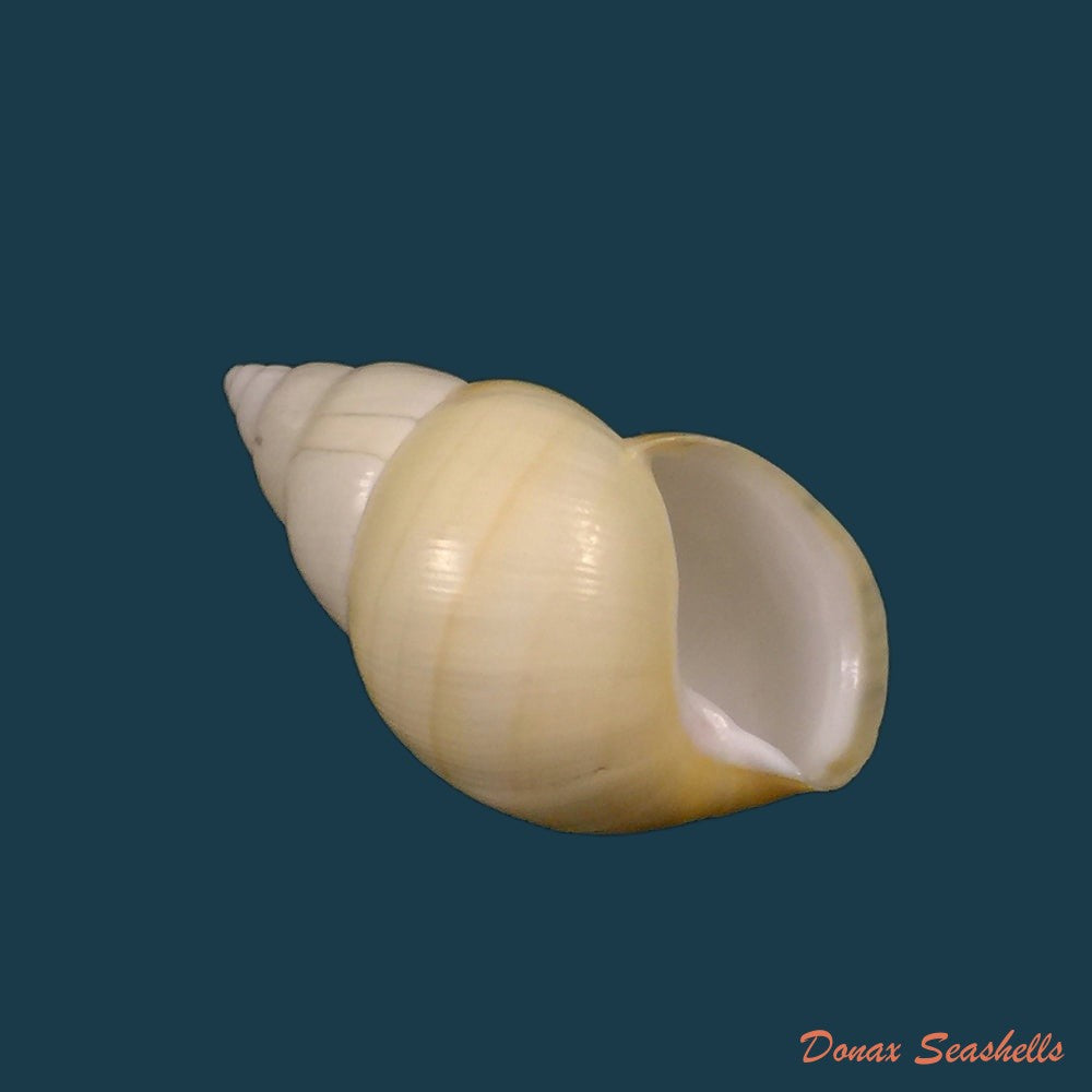 liguus-fasciatus-aurantius-clench-1929