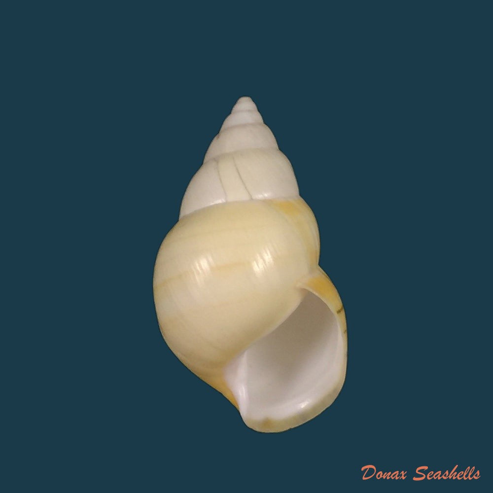 liguus-fasciatus-aurantius-clench-1929