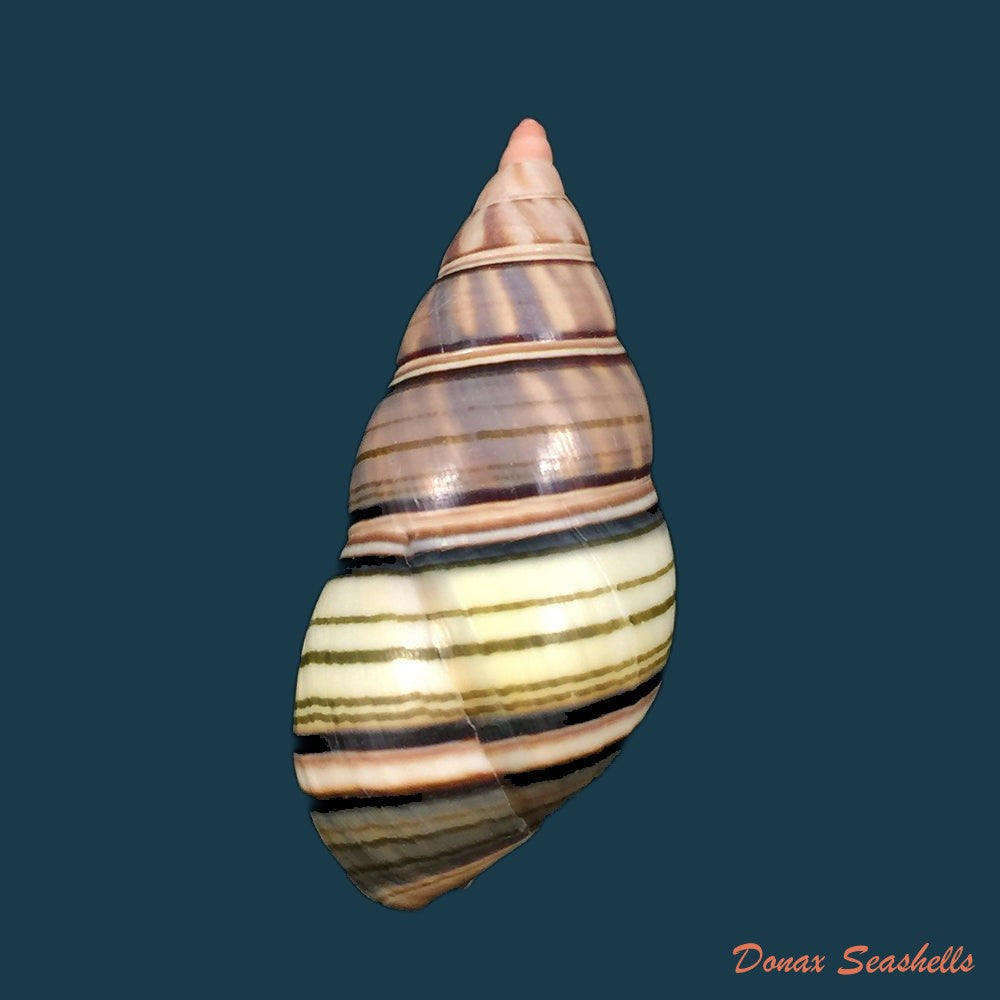 liguus-fasciatus-goodrichi-clench-1934