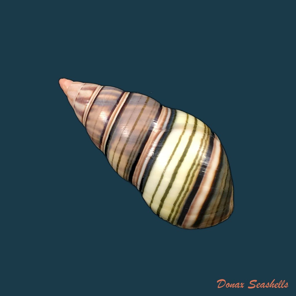 liguus-fasciatus-goodrichi-clench-1934