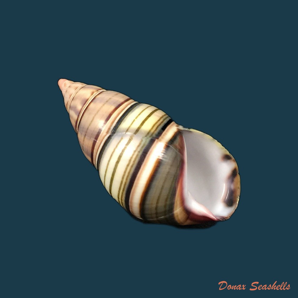 liguus-fasciatus-goodrichi-clench-1934