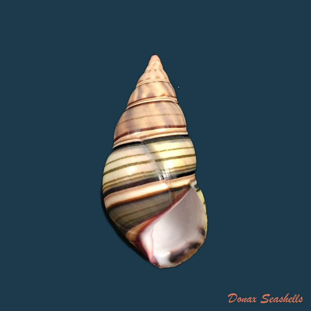 liguus-fasciatus-goodrichi-clench-1934