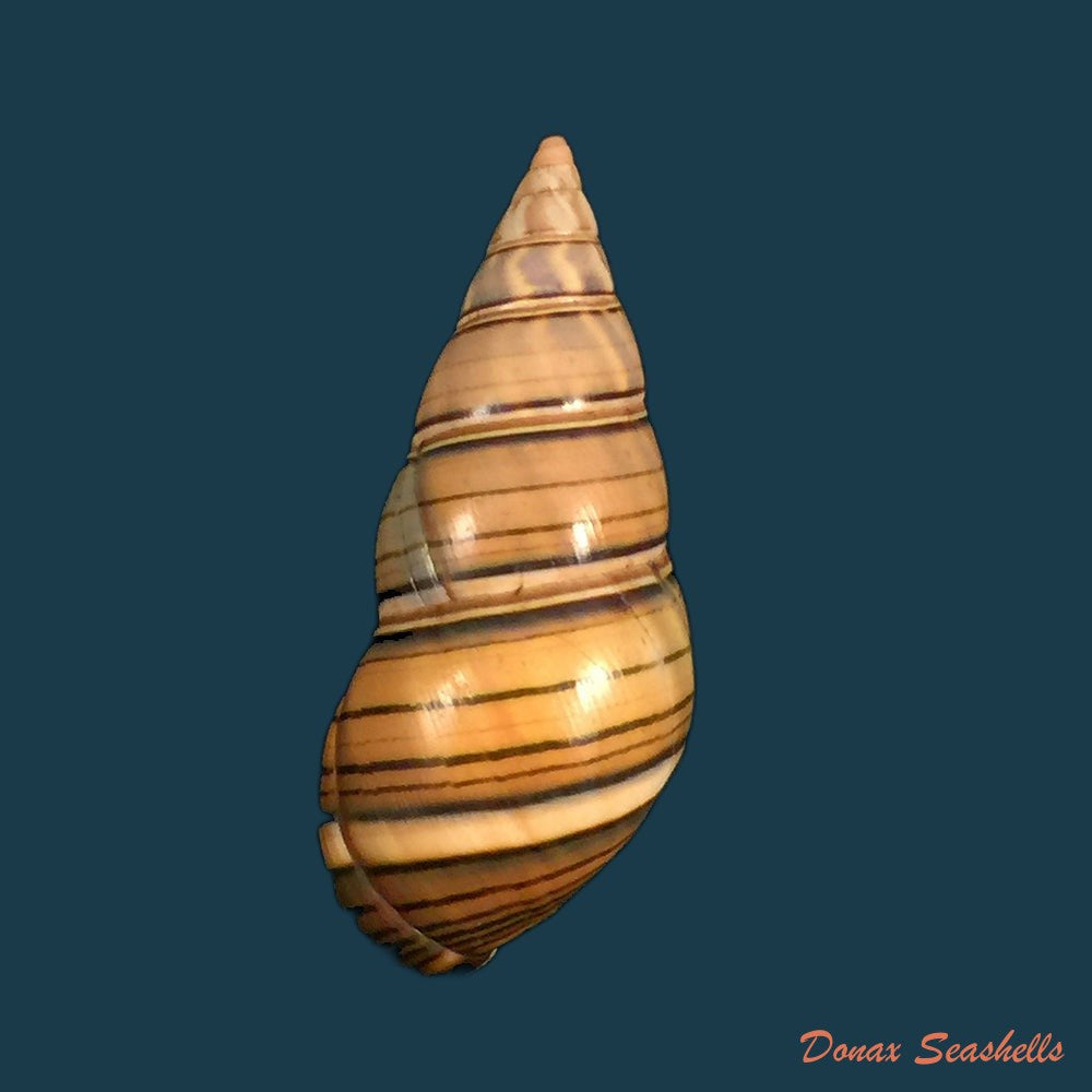 liguus-fasciatus-guidarti-jaume-1952