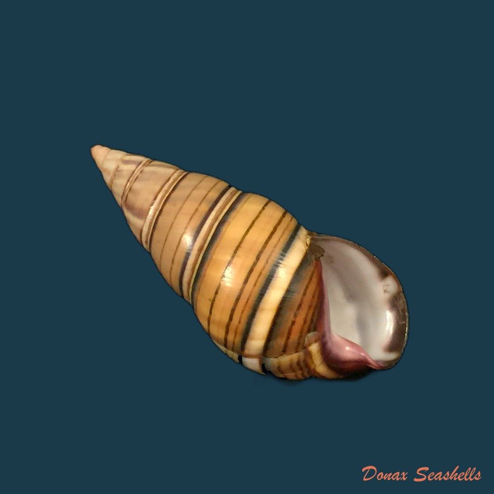 liguus-fasciatus-guidarti-jaume-1952