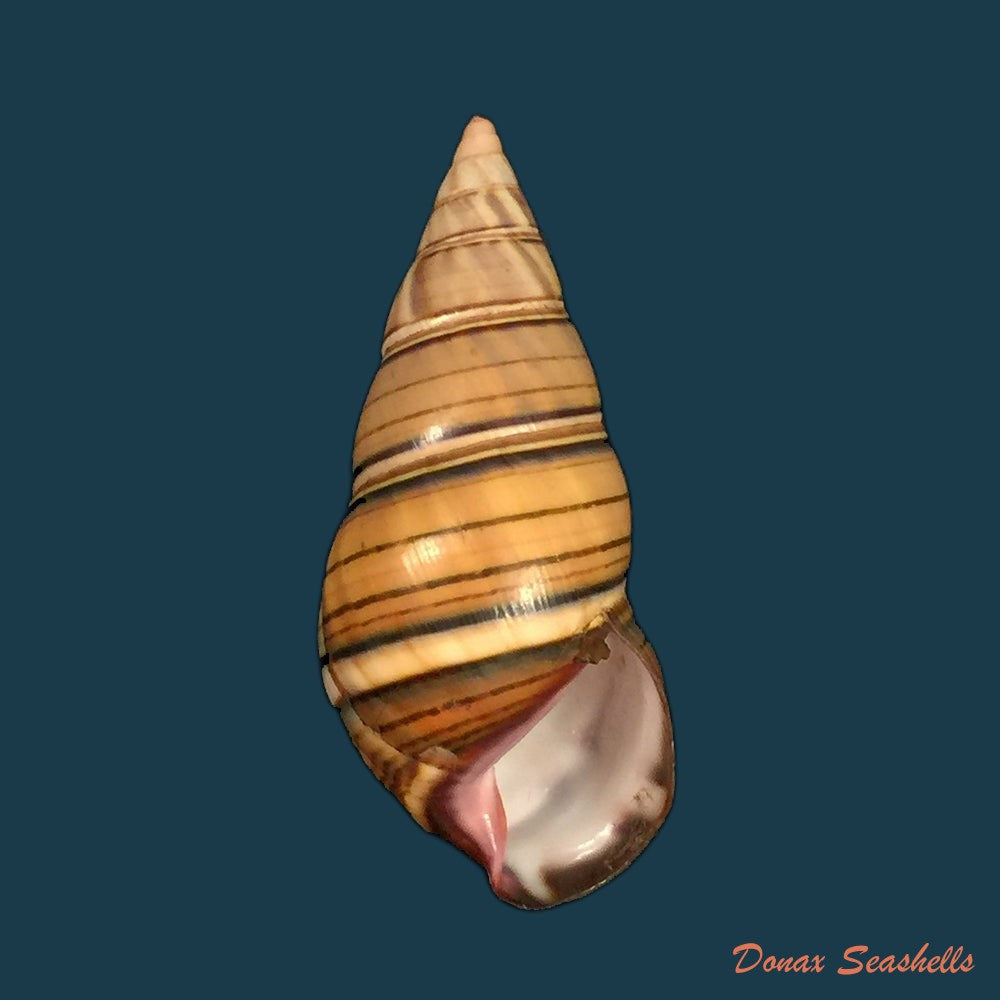 liguus-fasciatus-guidarti-jaume-1952