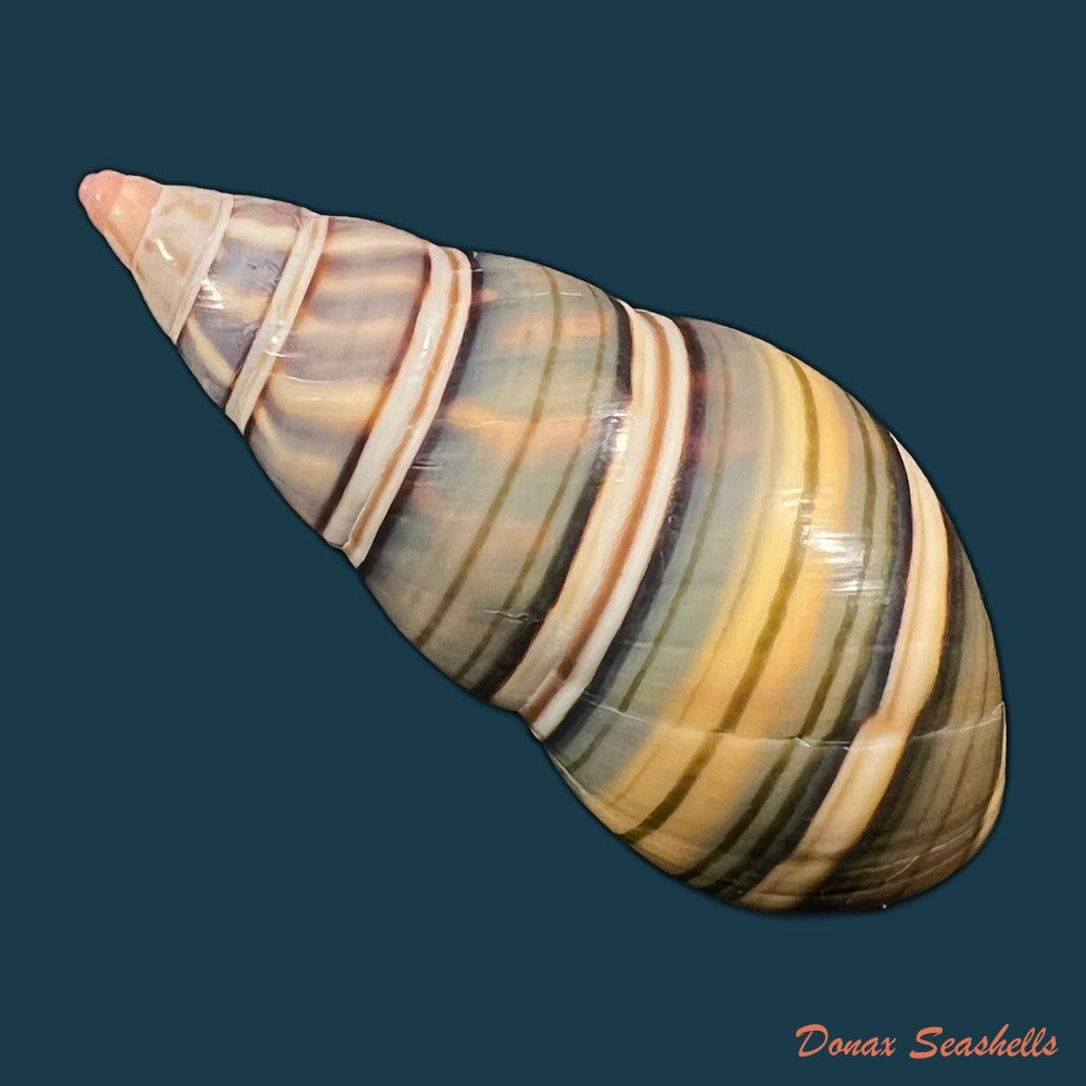 liguus-fasciatus-guitarti-jaume-1952-55-8mm-copia