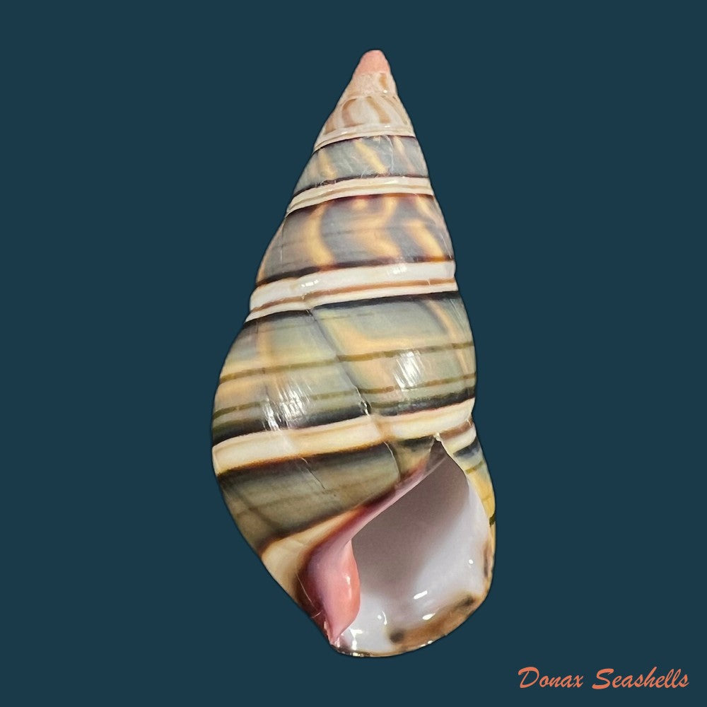 liguus-fasciatus-guitarti-jaume-1952-55-8mm-copia