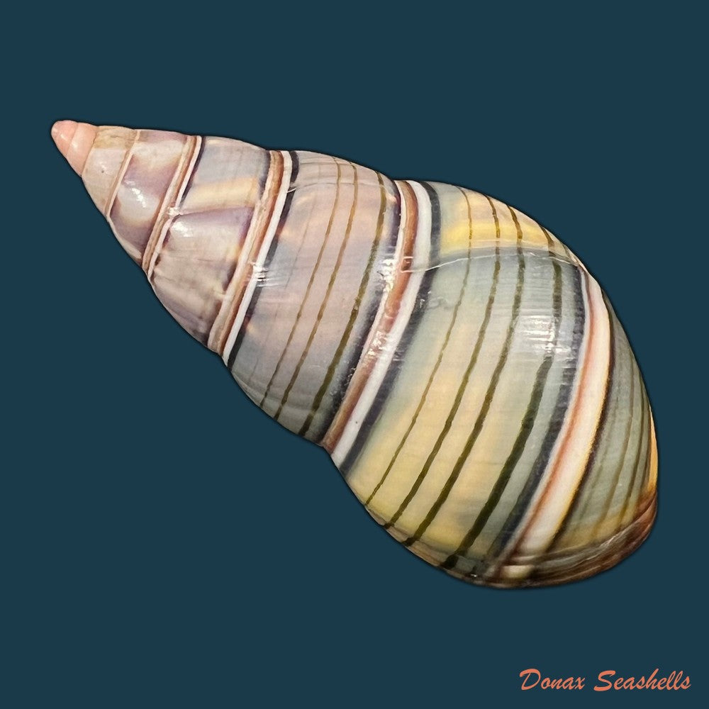 liguus-fasciatus-guitarti-jaume-1952-56-6mm-copia