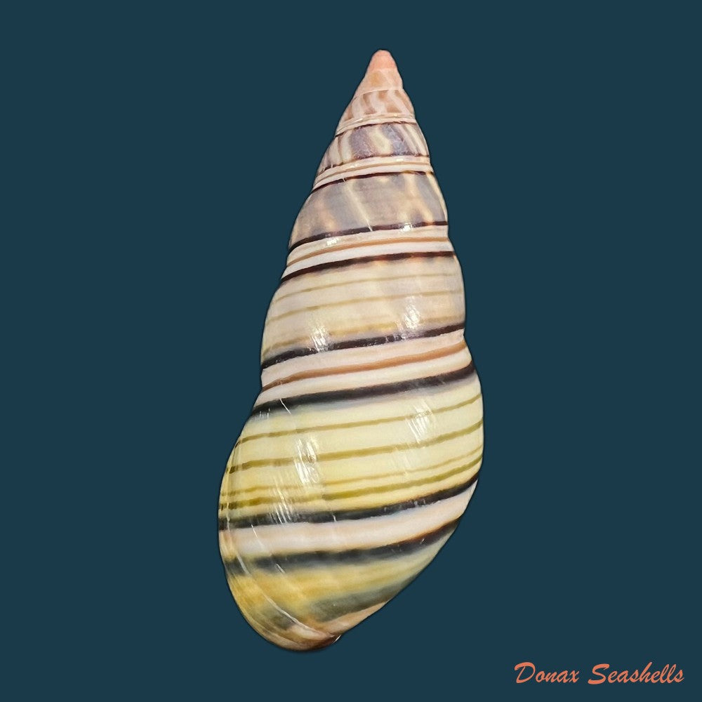 liguus-fasciatus-sanctispiritense-guitart-1945-49-9mm-copia