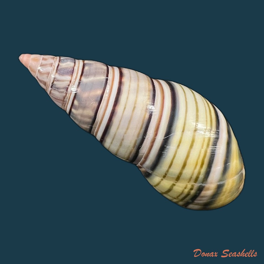 liguus-fasciatus-sanctispiritense-guitart-1945-49-9mm-copia