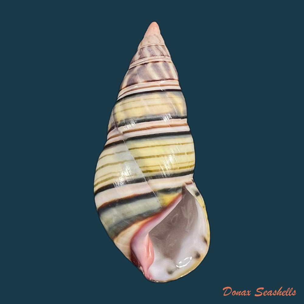 liguus-fasciatus-sanctispiritense-guitart-1945-49-9mm-copia