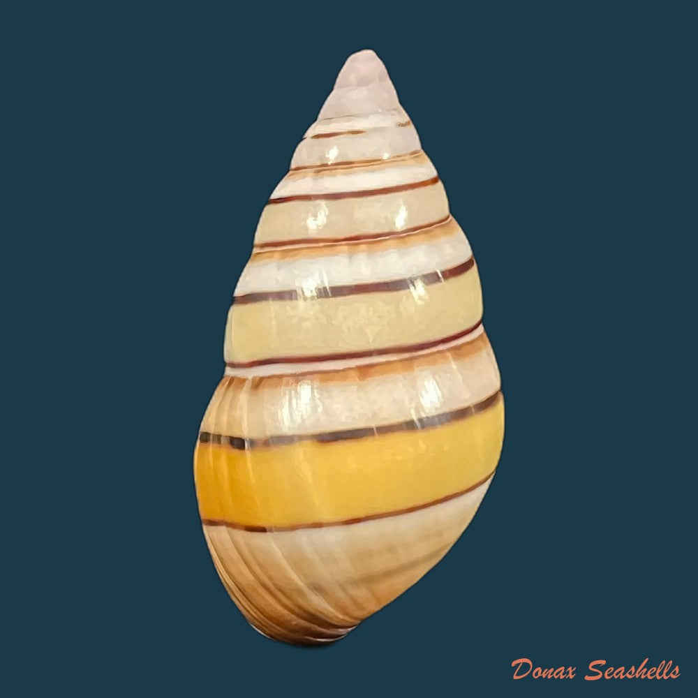 liguus-vittatus-swainson-1822-37-1mm-copia