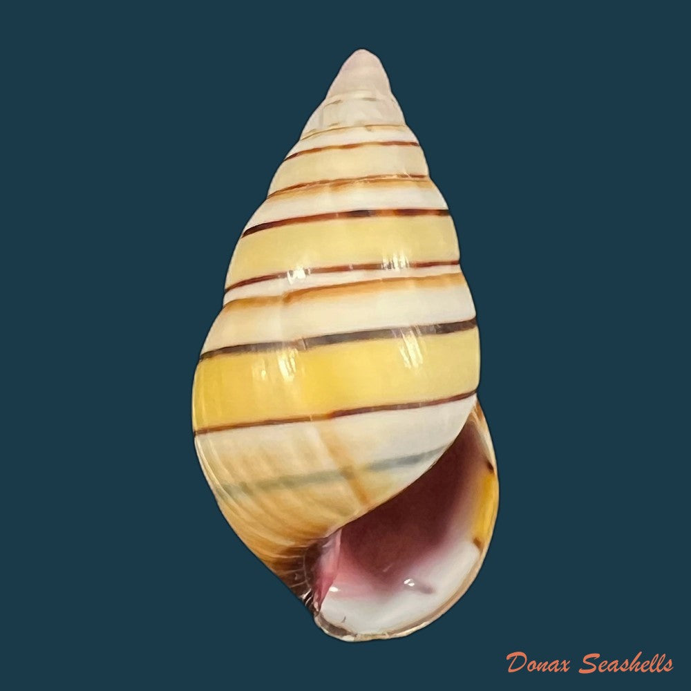 liguus-vittatus-swainson-1822-37-1mm-copia