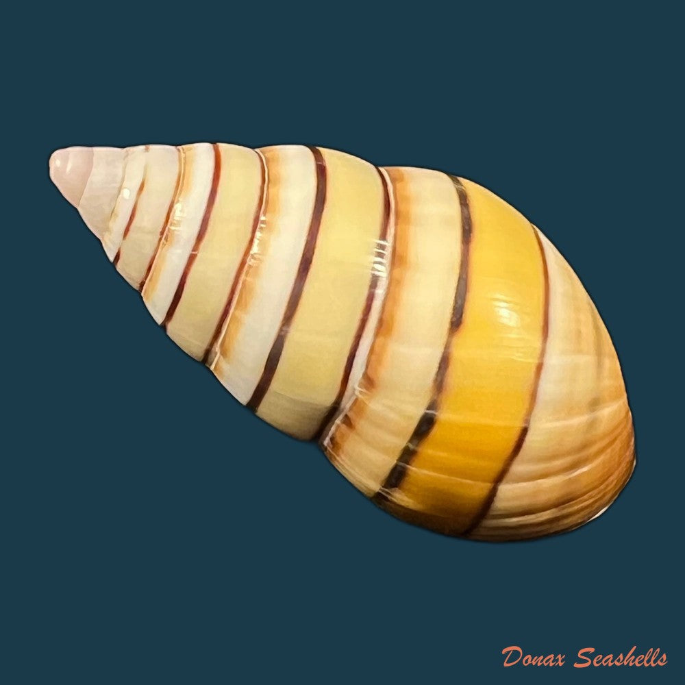 liguus-vittatus-swainson-1822-37-1mm-copia