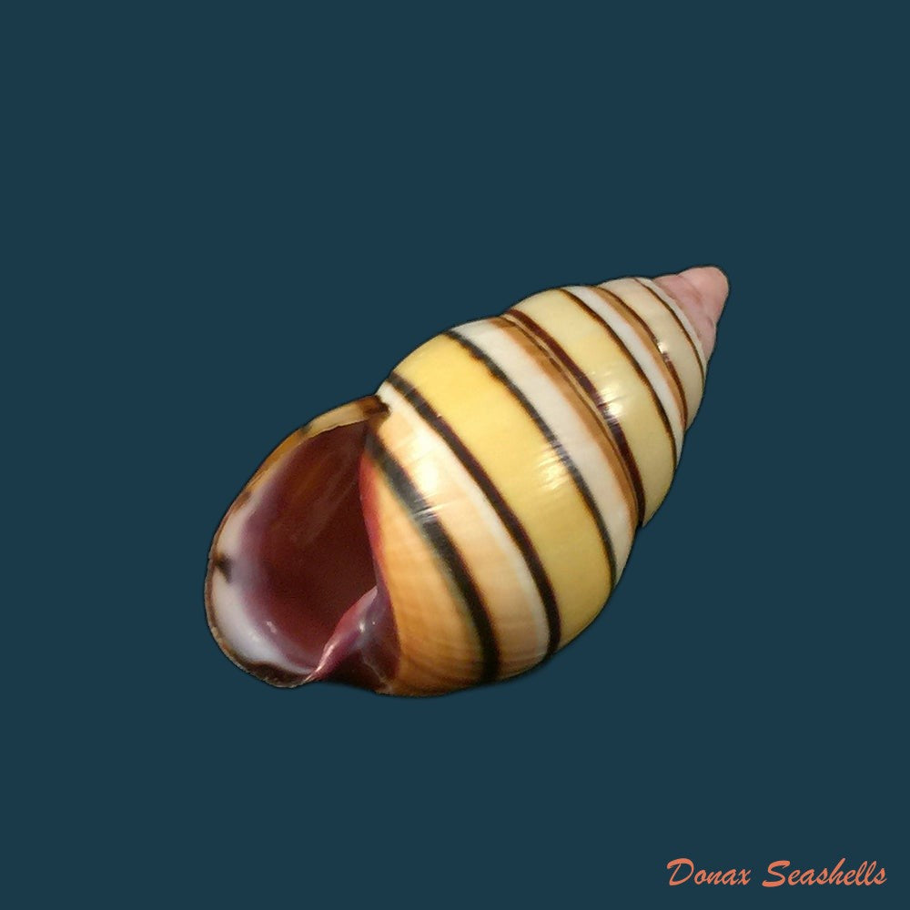liguus-vittatus-swainson-1822
