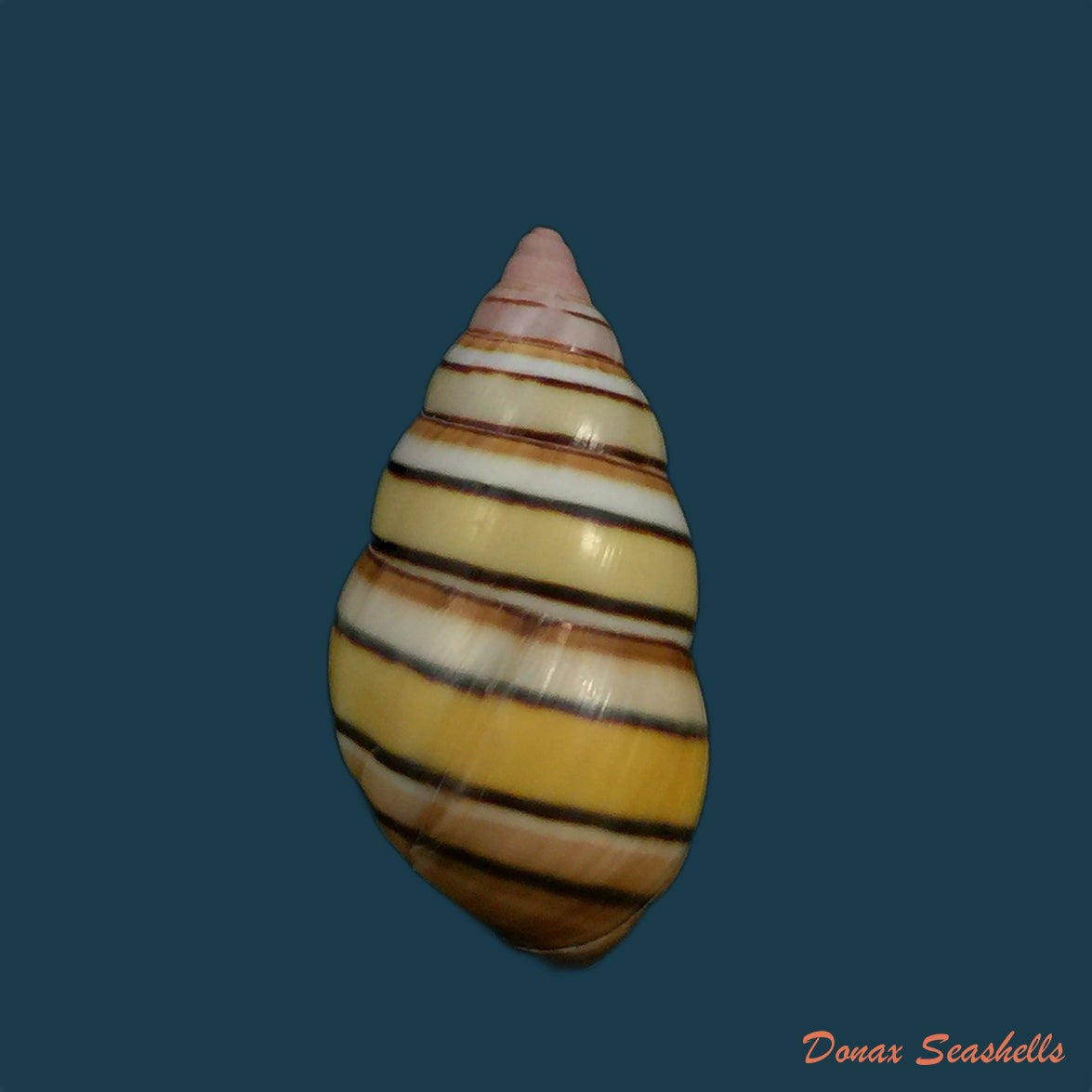 liguus-vittatus-swainson-1822
