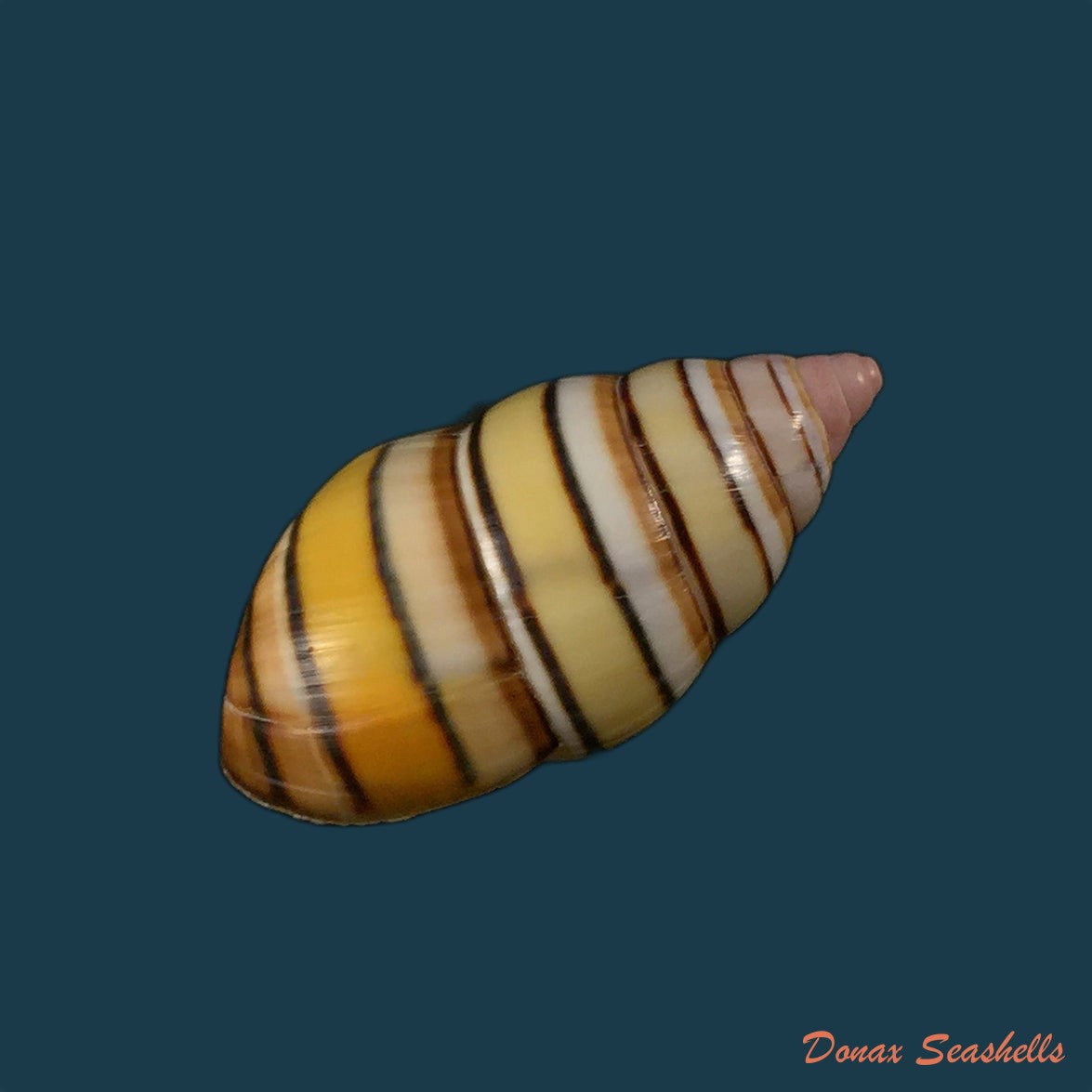 liguus-vittatus-swainson-1822