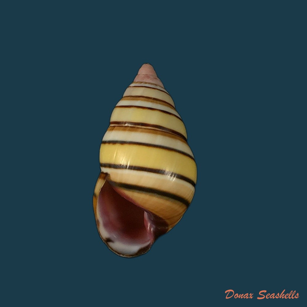 liguus-vittatus-swainson-1822