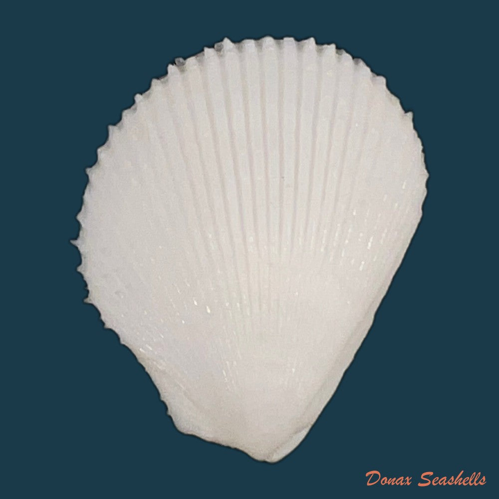lima-caribaea-dorbigny-1853-24-9mm-copia