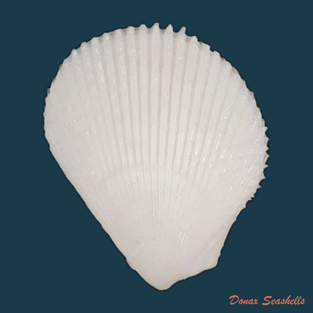 lima-caribaea-dorbigny-1853-24-9mm-copia