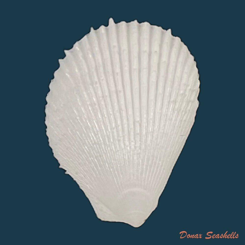 lima-caribaea-dorbigny-1853-28-6mm-copia