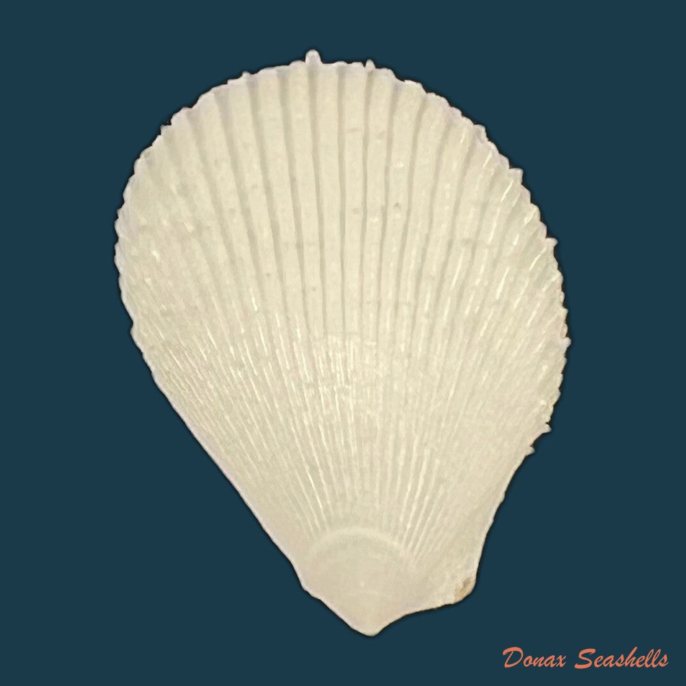 lima-caribaea-dorbigny-1853-28-6mm-copia