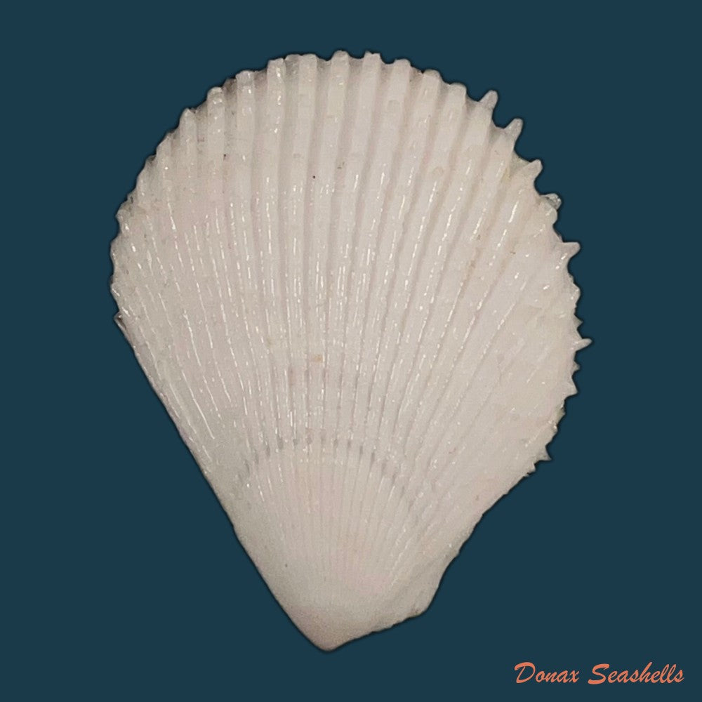 lima-caribaea-dorbigny-1853-28-7mm-copia