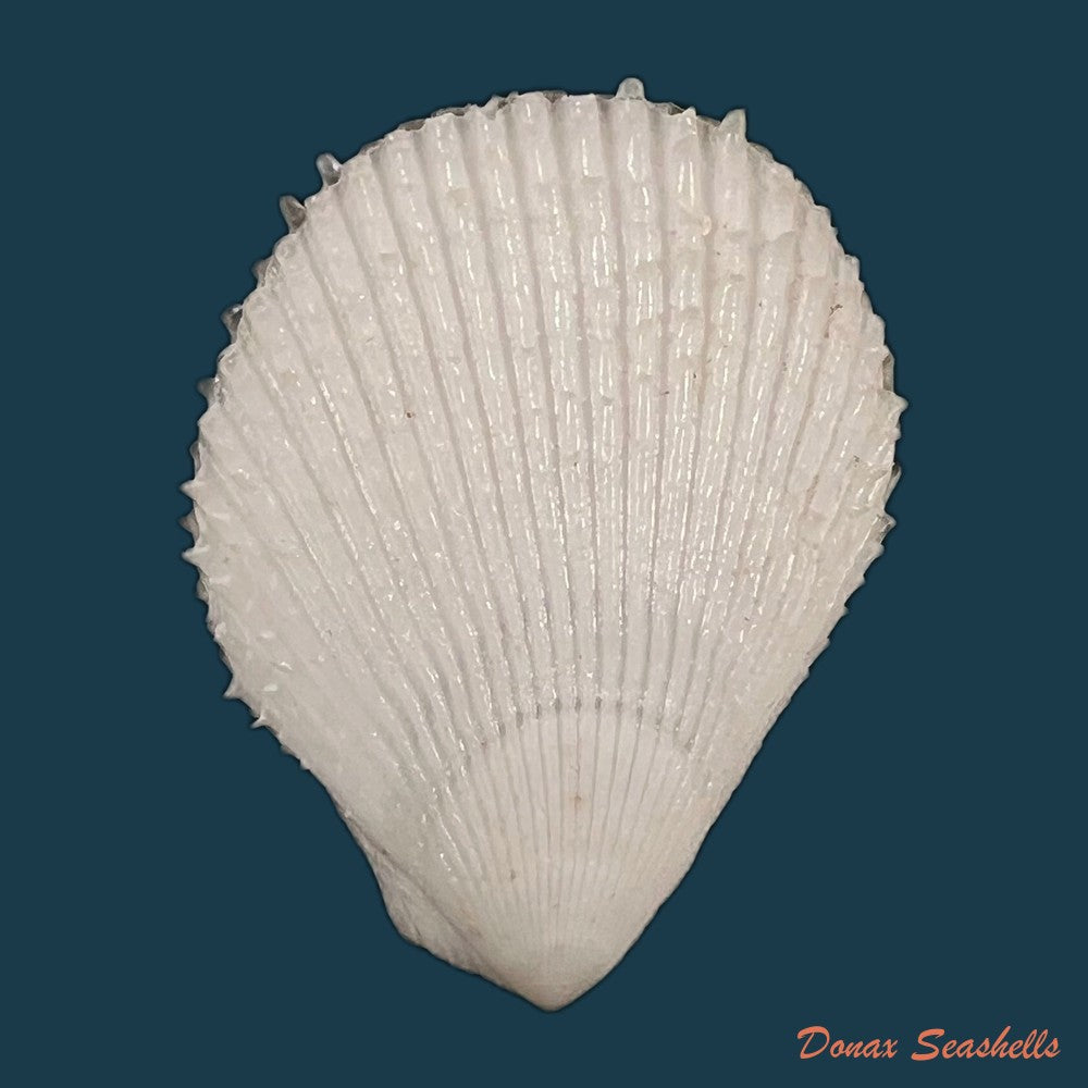 lima-caribaea-dorbigny-1853-28-7mm-copia