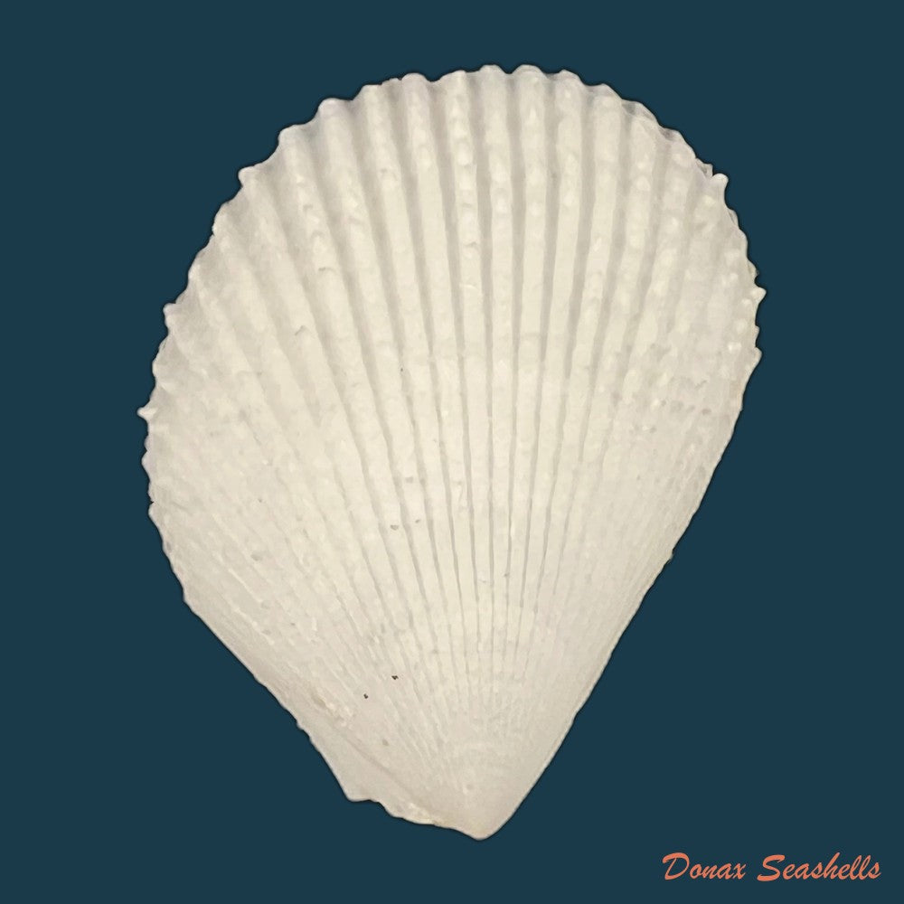lima-caribaea-dorbigny-1853-28-8mm-copia
