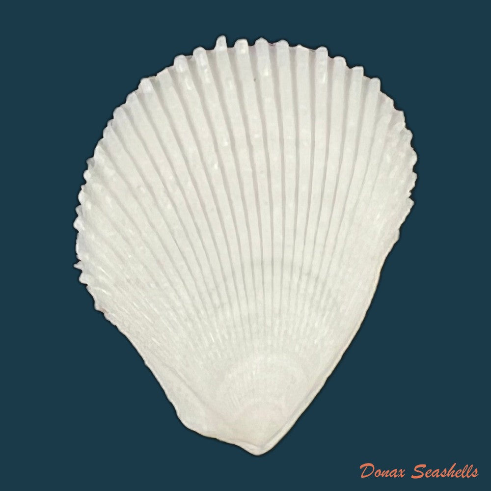 lima-caribaea-dorbigny-1853-33-2mm-copia