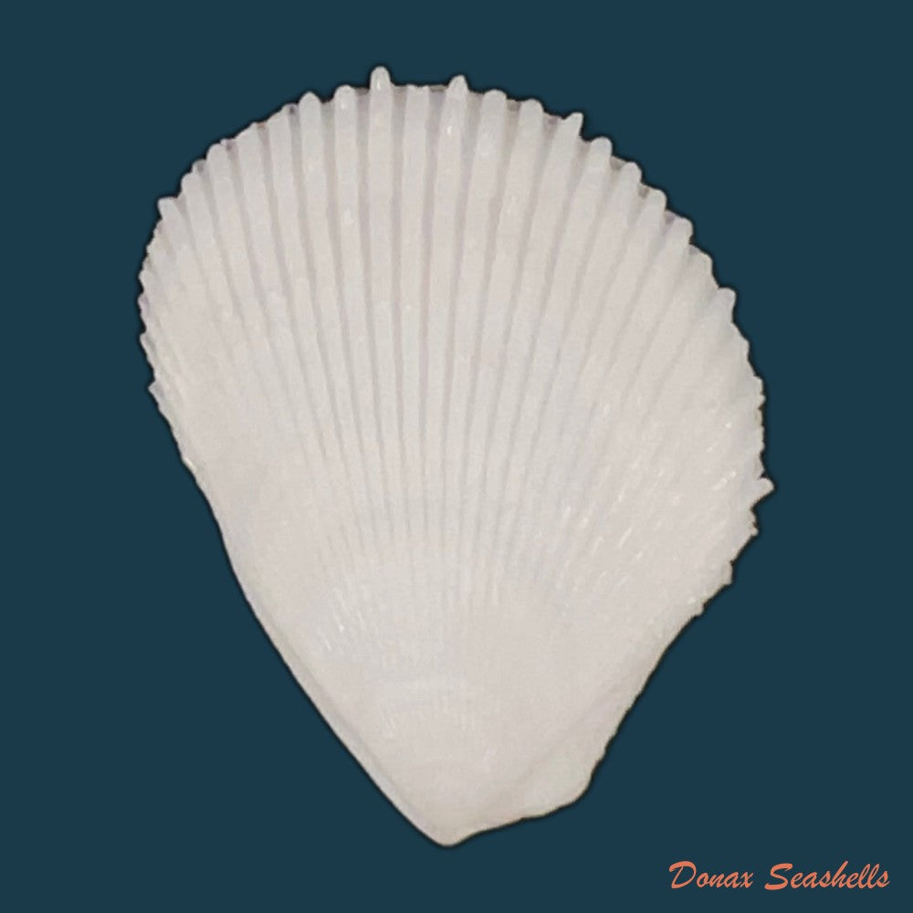 lima-caribaea-dorbigny-1853-33-2mm-copia
