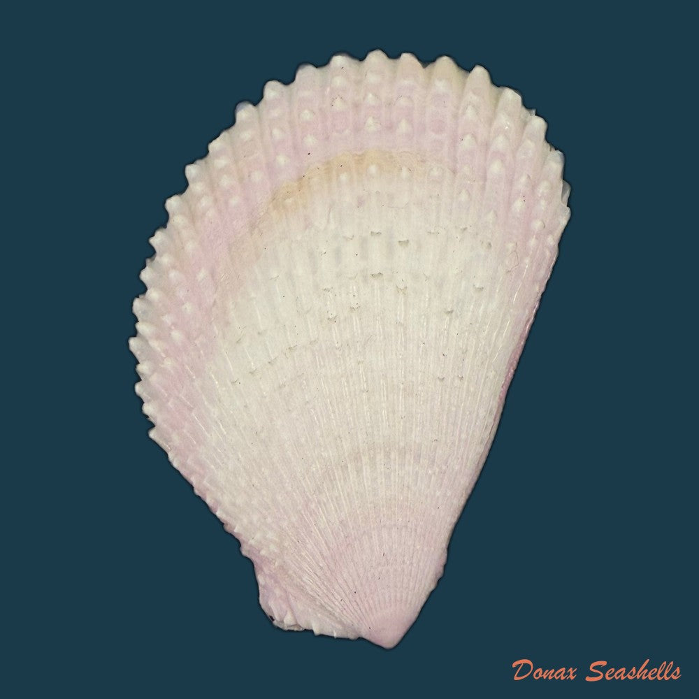 lima-caribaea-dorbigny-1853-33-4mm-copia