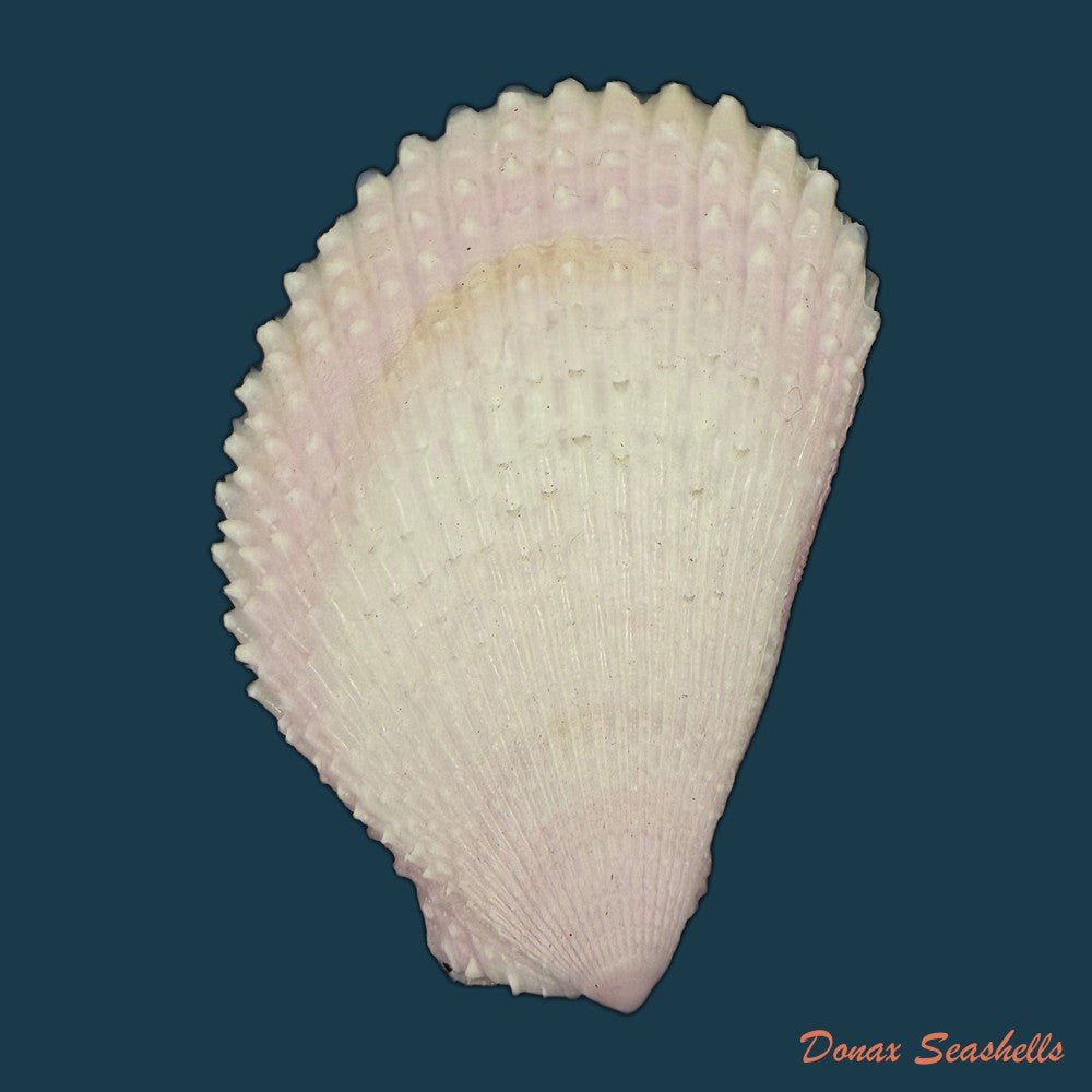 lima-caribaea-dorbigny-1853-33-4mm-copia
