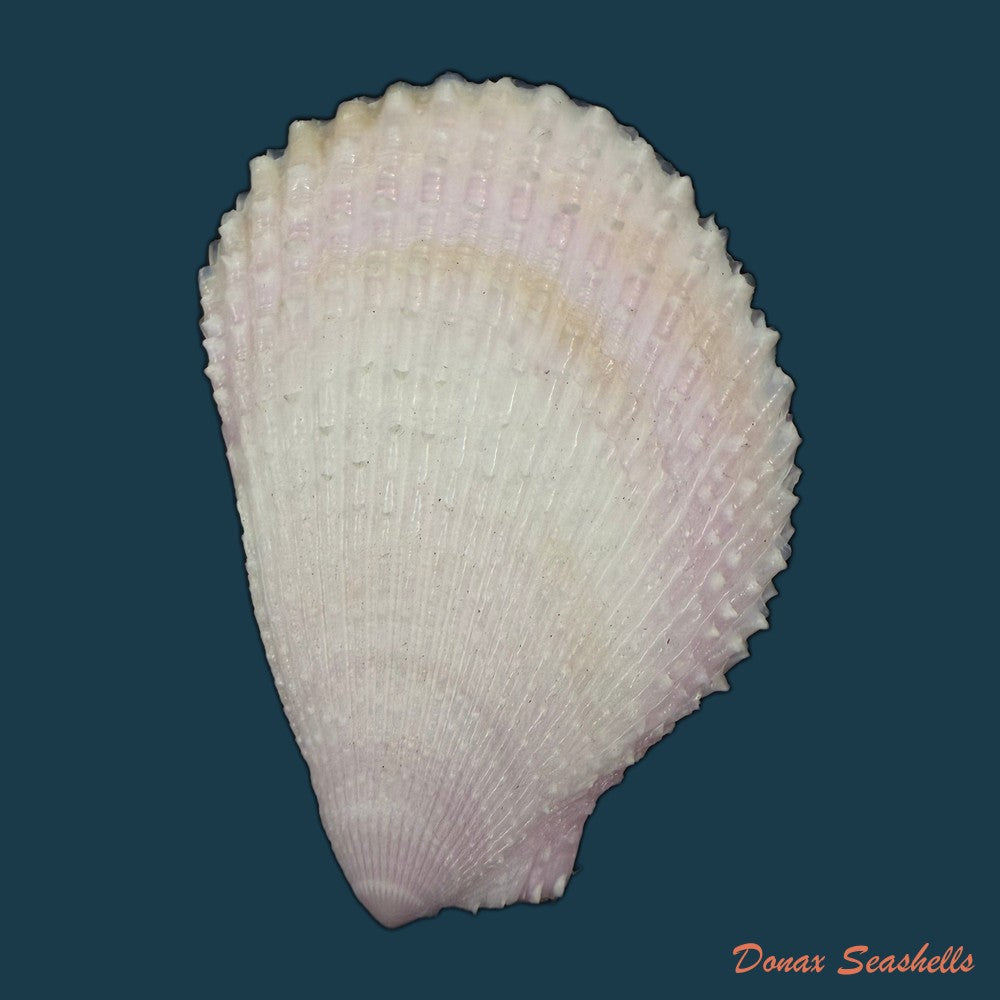 lima-caribaea-dorbigny-1853-33-4mm-copia
