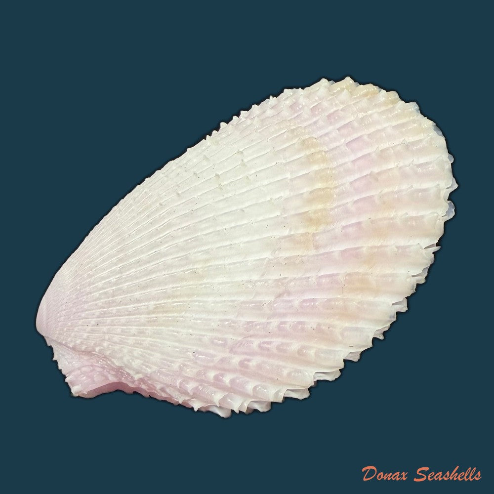lima-caribaea-dorbigny-1853-33-4mm-copia