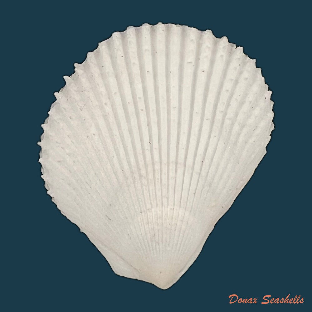 lima-caribaea-dorbigny-1853-35-8mm-copia