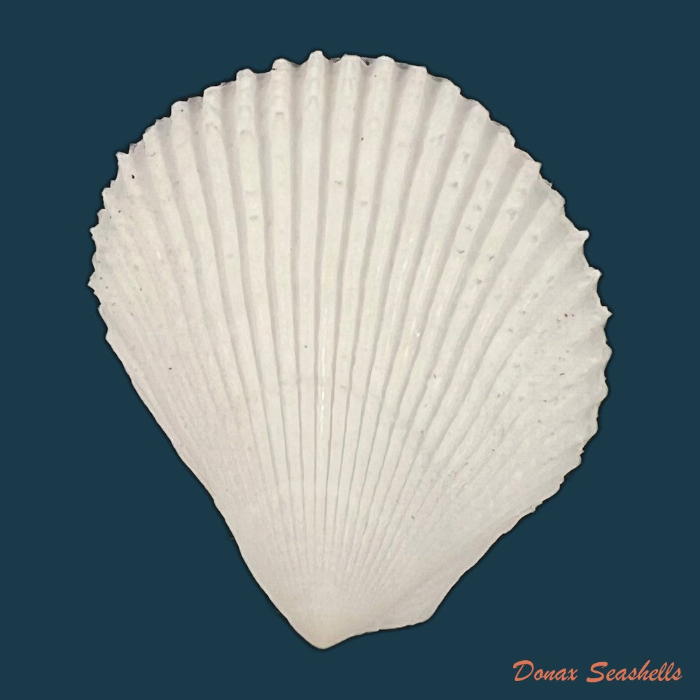 lima-caribaea-dorbigny-1853-35-8mm-copia