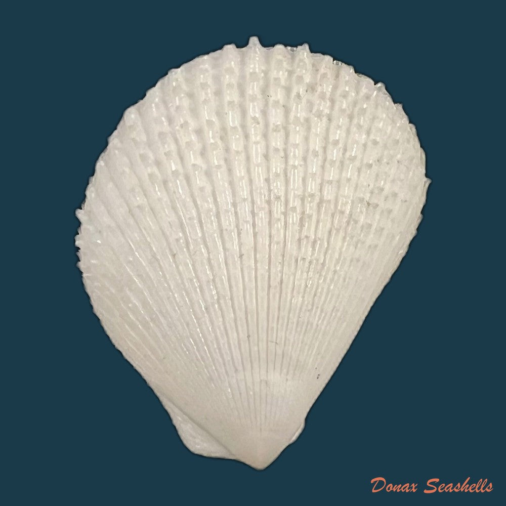 lima-caribaea-dorbigny-1853-36-6mm-copia