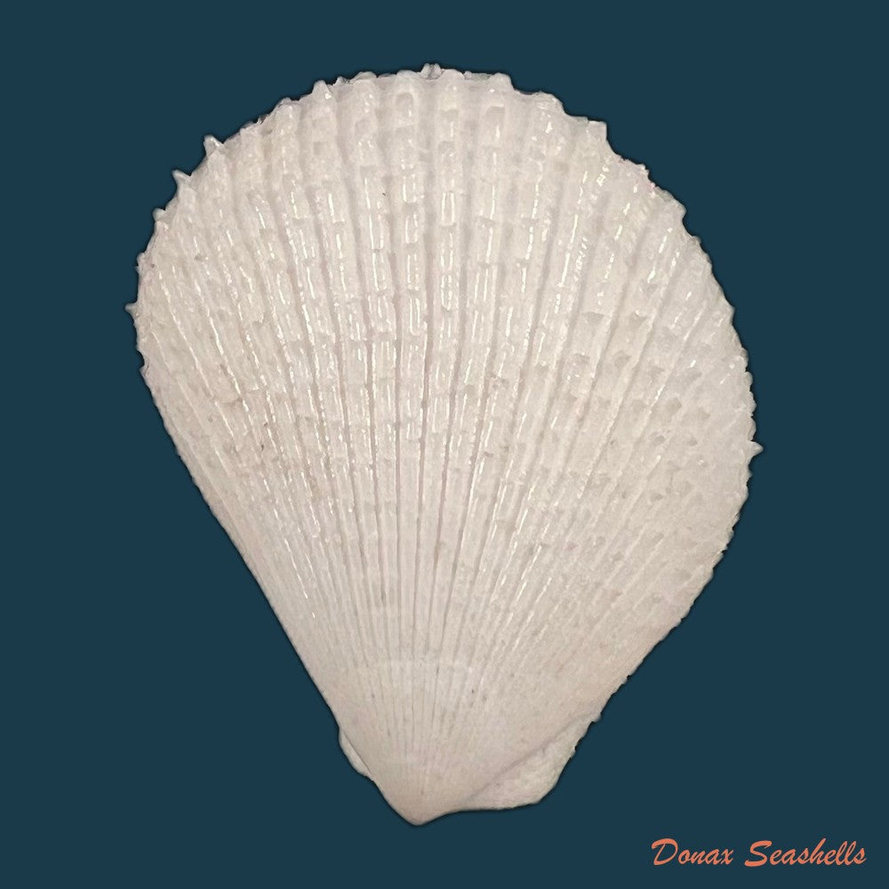 lima-caribaea-dorbigny-1853-36-6mm-copia