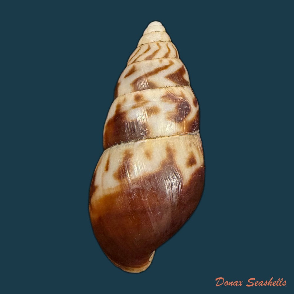 limicolaria-numidica-l-reeve-1848-45-6mm-copia