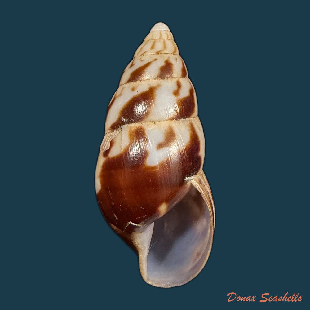 limicolaria-numidica-l-reeve-1848-45-6mm-copia
