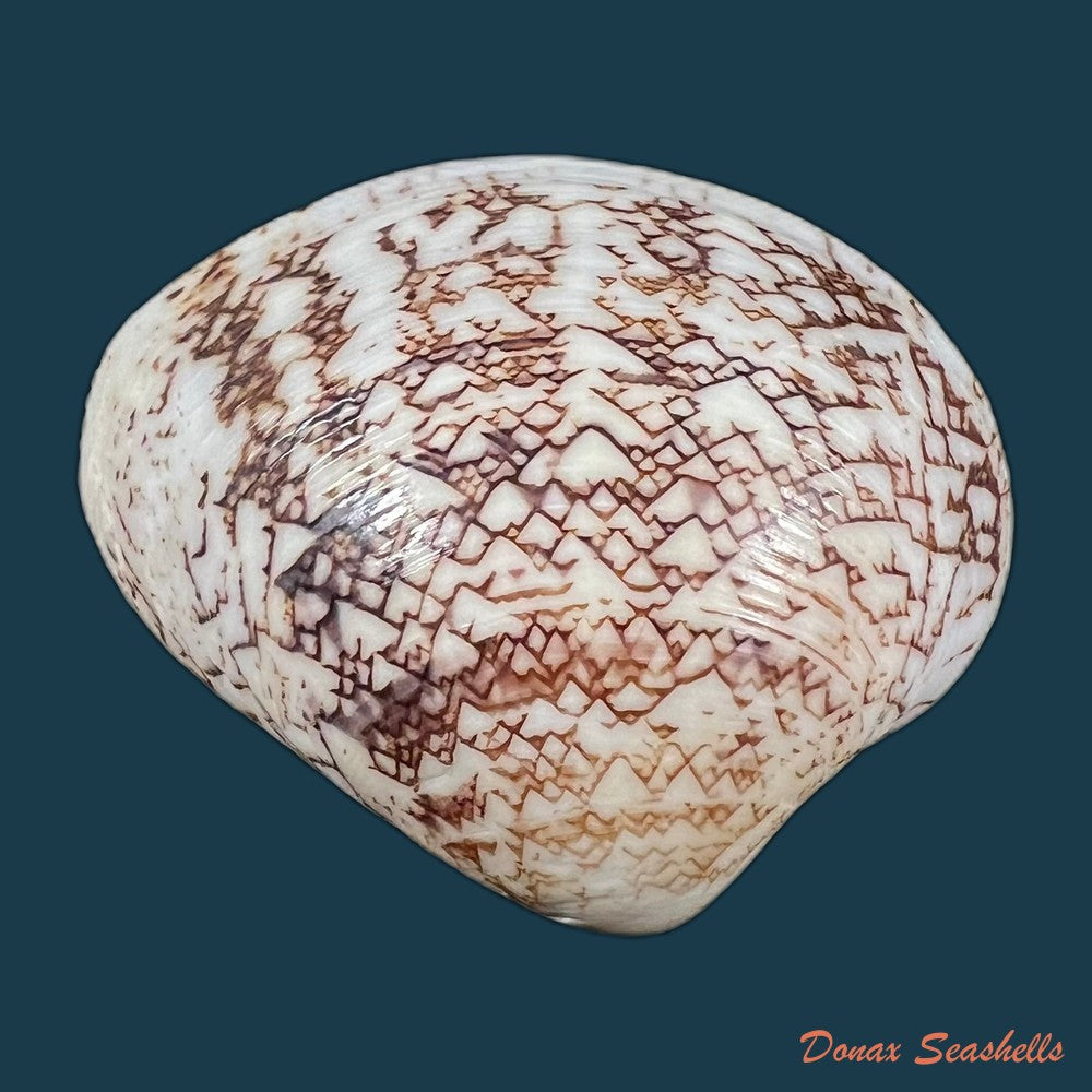 lioconcha-castrensis-linnaeus-1758-44-5mm-copia