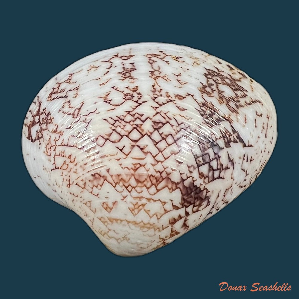 lioconcha-castrensis-linnaeus-1758-44-5mm-copia