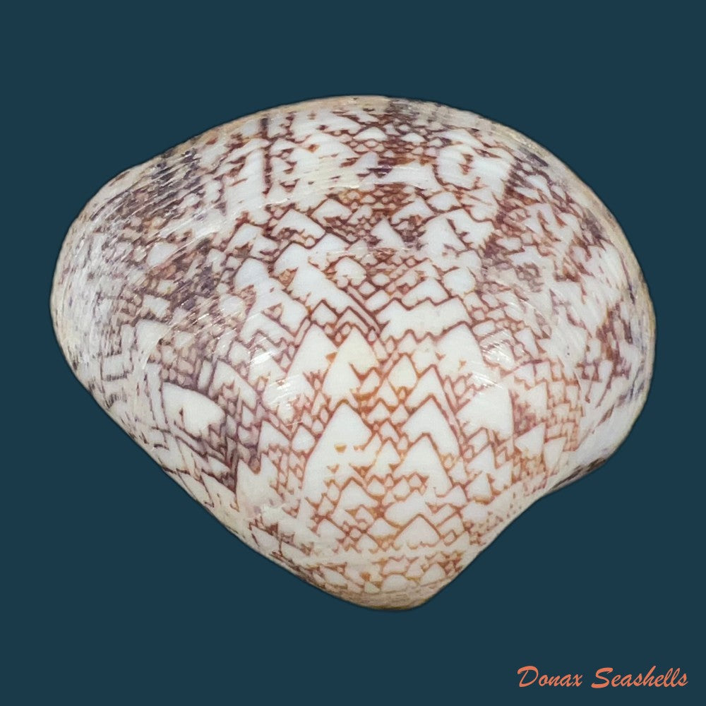 lioconcha-fastigiata-g-b-sowerby-ii-1851-40-2mm-copia