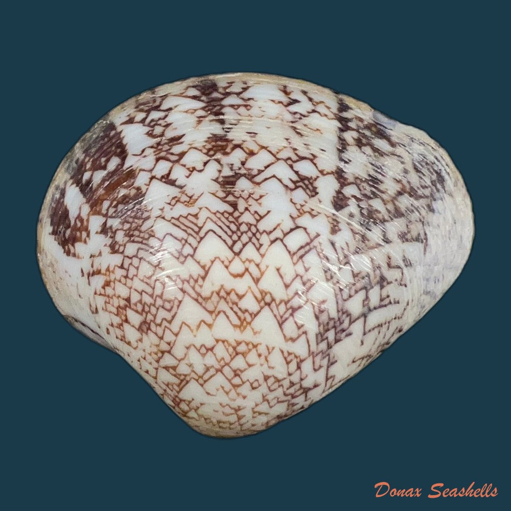 lioconcha-fastigiata-g-b-sowerby-ii-1851-40-2mm-copia