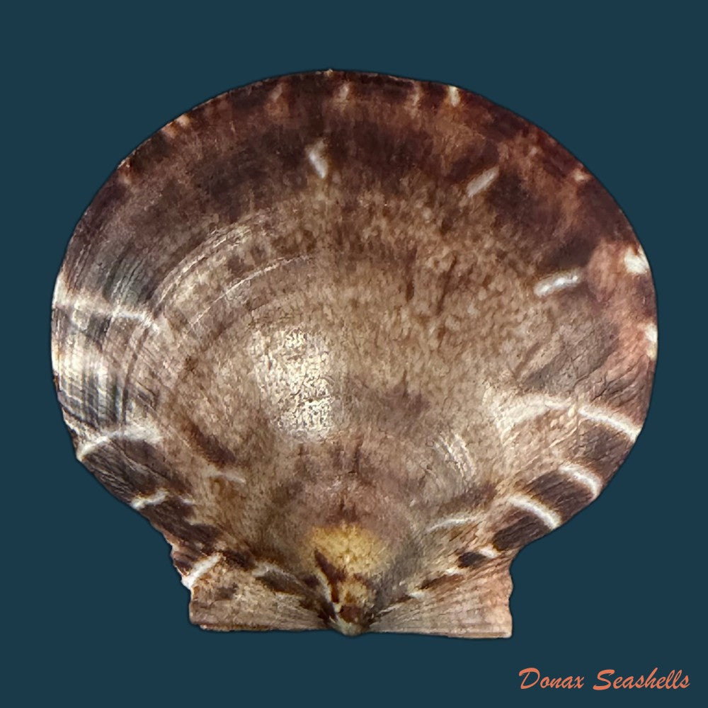 lissochlamys-exotica-holten-1802-29-3mm-copia